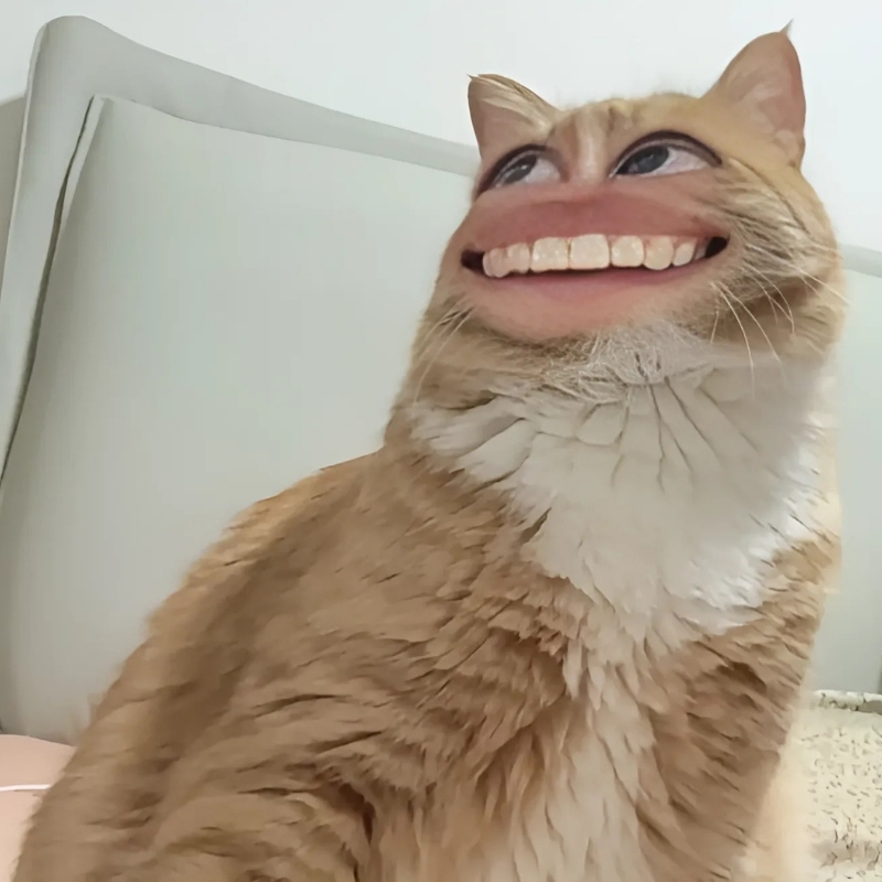 meme mèo cười nhẹ răng tinh tế