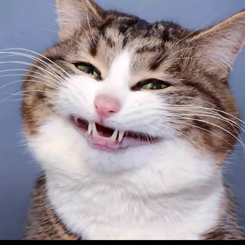meme mèo cười nhẹ răng xinh xắn