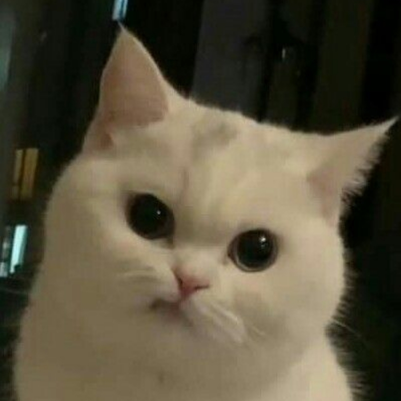 meme mèo cười nhếch mép đẳng cấp