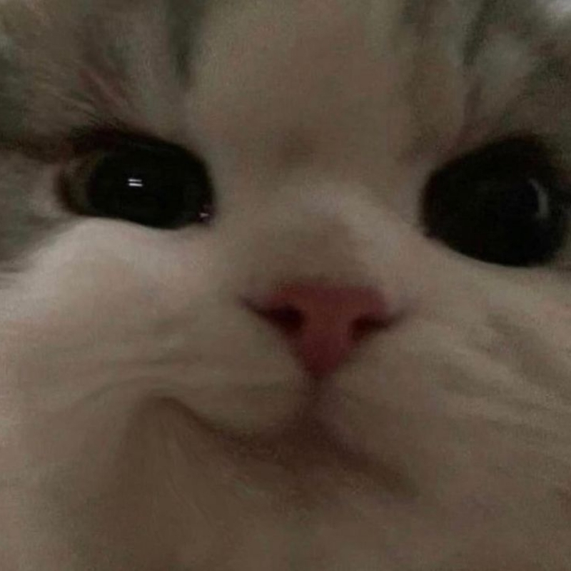 meme mèo cười nhếch mép đẹp nhất