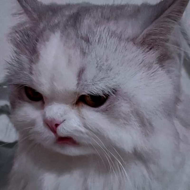 meme mèo cười nhếch mép sang chảnh