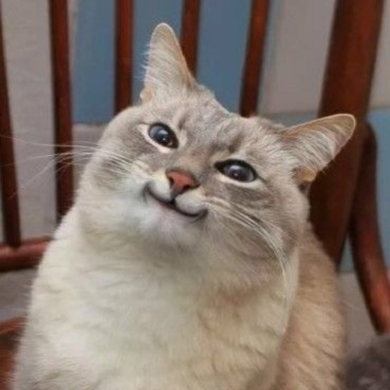 meme mèo cười nhếch mép thu hút