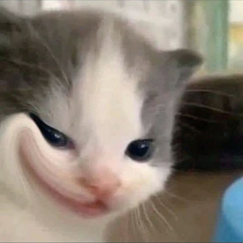 meme mèo cười nhếch mép xinh xắn