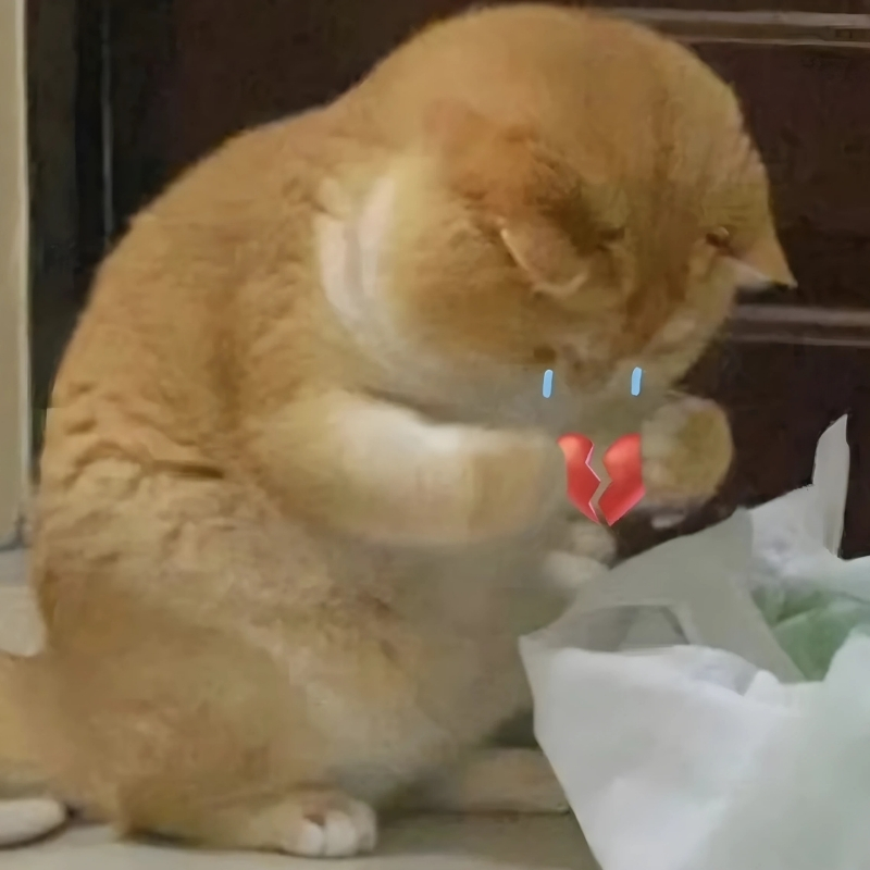 meme mèo dễ thương chảnh nhạt
