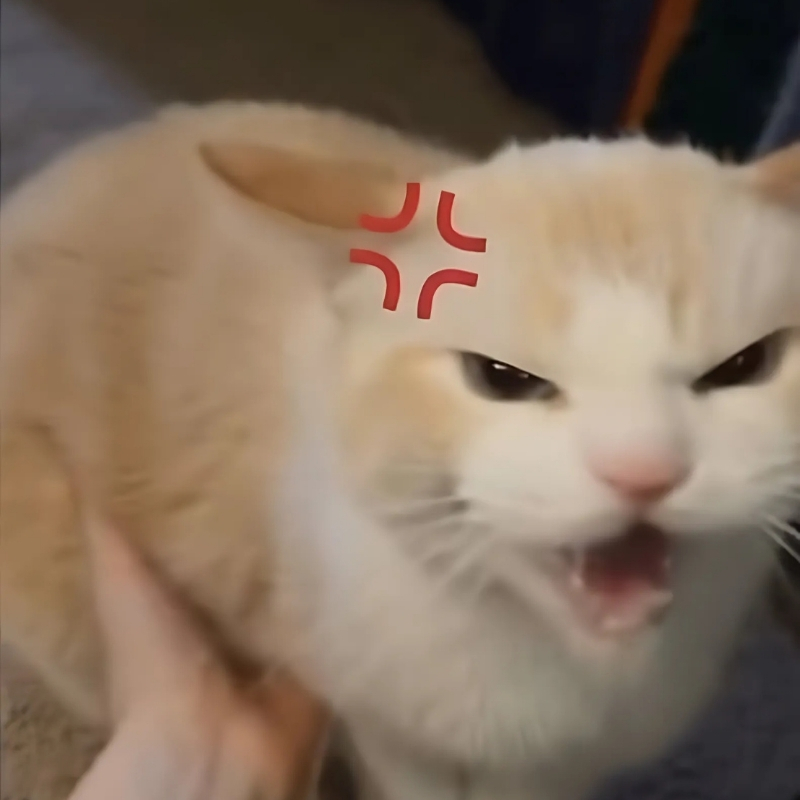 meme mèo dễ thương cực đẹp