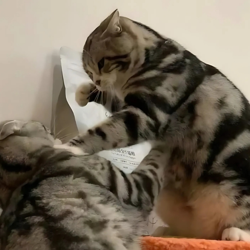 meme mèo dễ thương hài hước