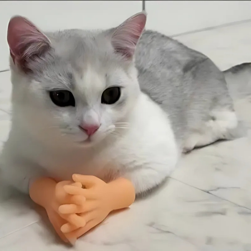 meme mèo dễ thương long lanh