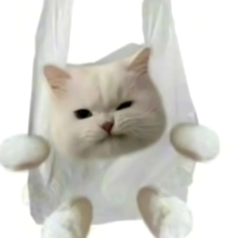 meme mèo dễ thương nhật bản