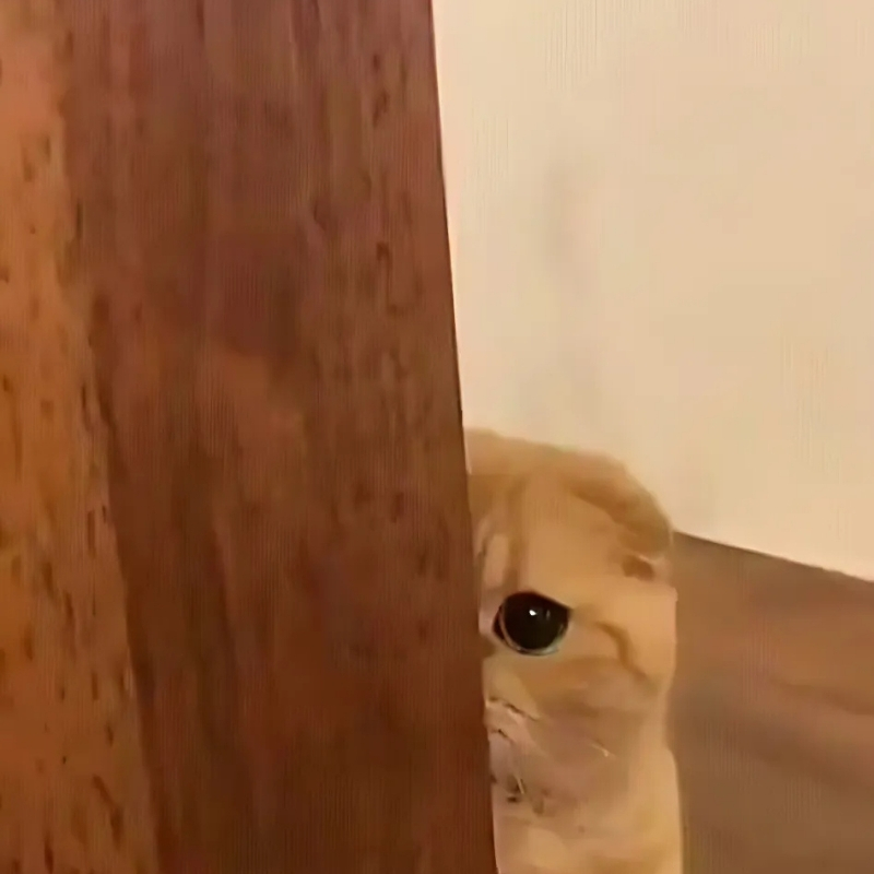 meme mèo dễ thương rực rỡ