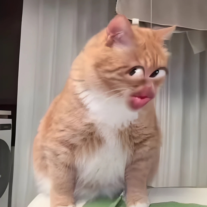meme mèo dễ thương sang chảnh