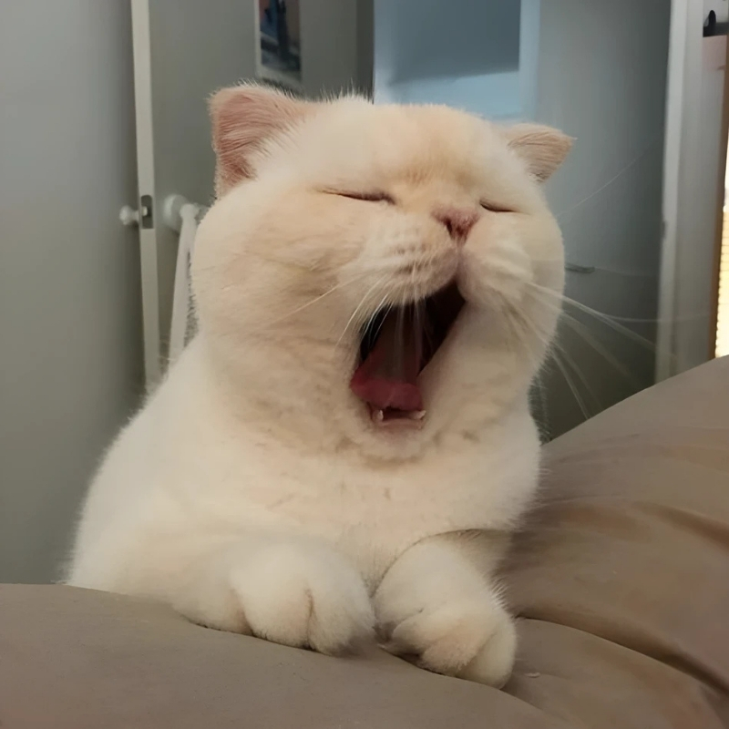 meme mèo dễ thương thanh lịch
