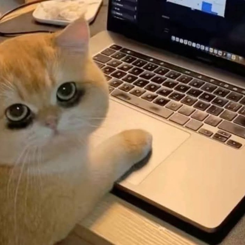 meme mèo dễ thương thứ hai