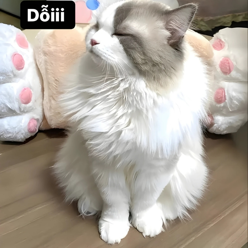 meme mèo giận dỗi hài hước