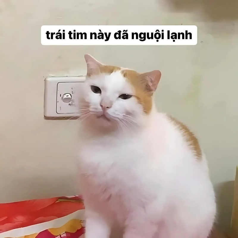 meme mèo giận dỗi long lanh