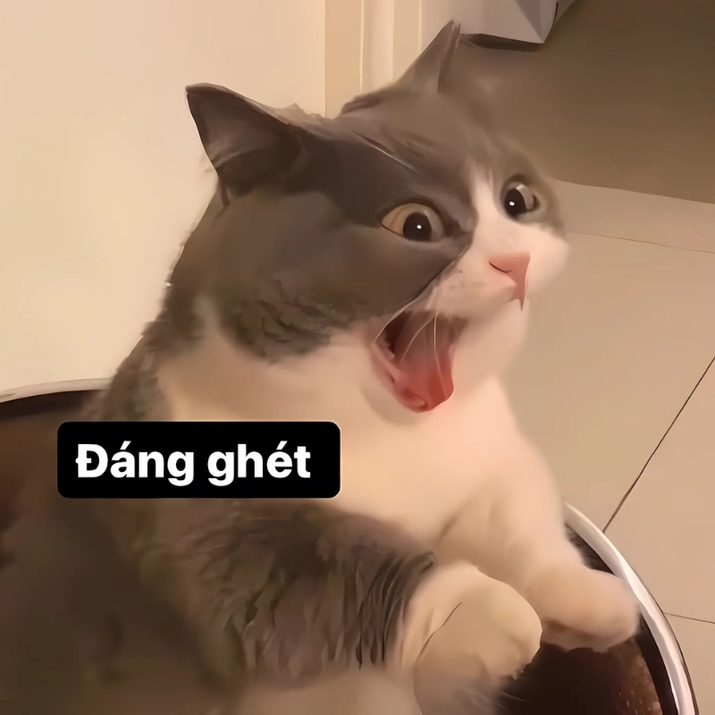 meme mèo giận dỗi sang chảnh
