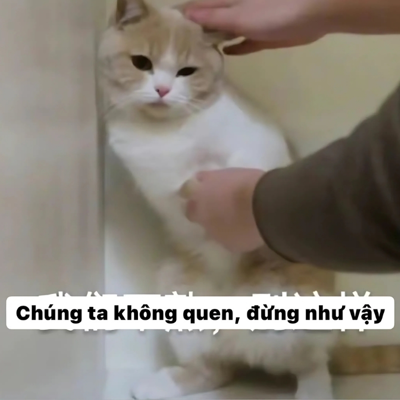meme mèo giận dỗi thú vị