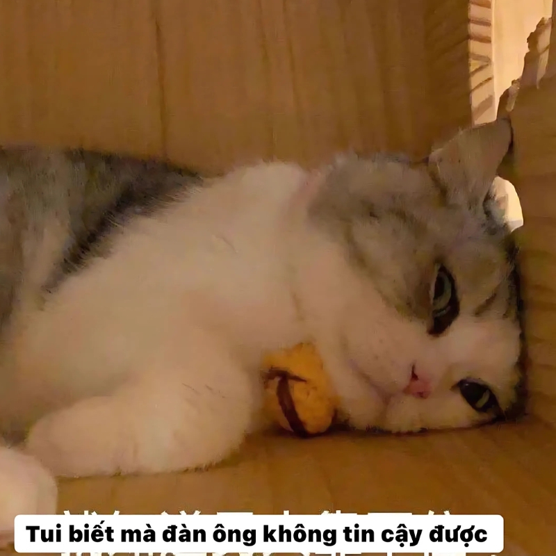 meme mèo giận dỗi vui vẻ