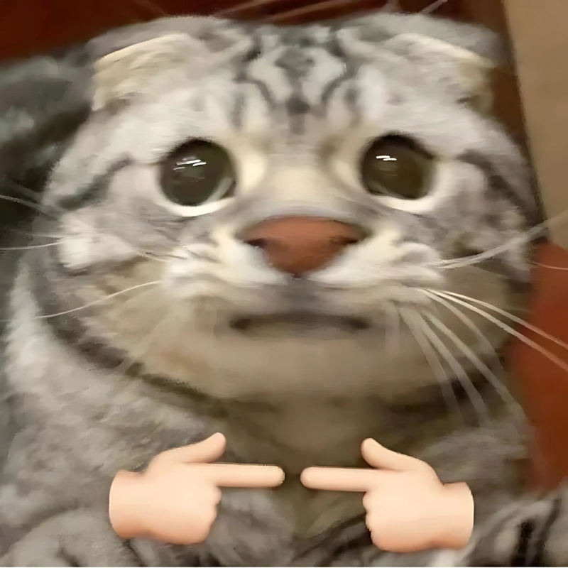 meme mèo hài hước đẹp nhất