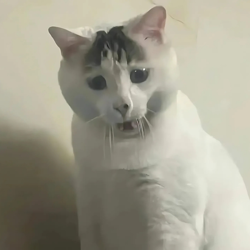 meme mèo hài hước sang chảnh 2