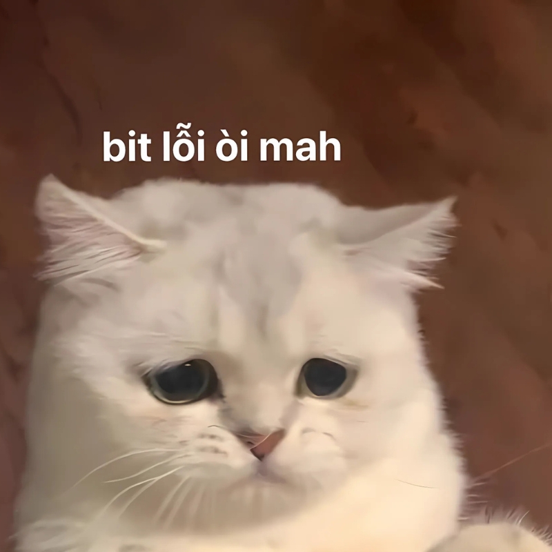 meme mèo xin lỗi cực cao