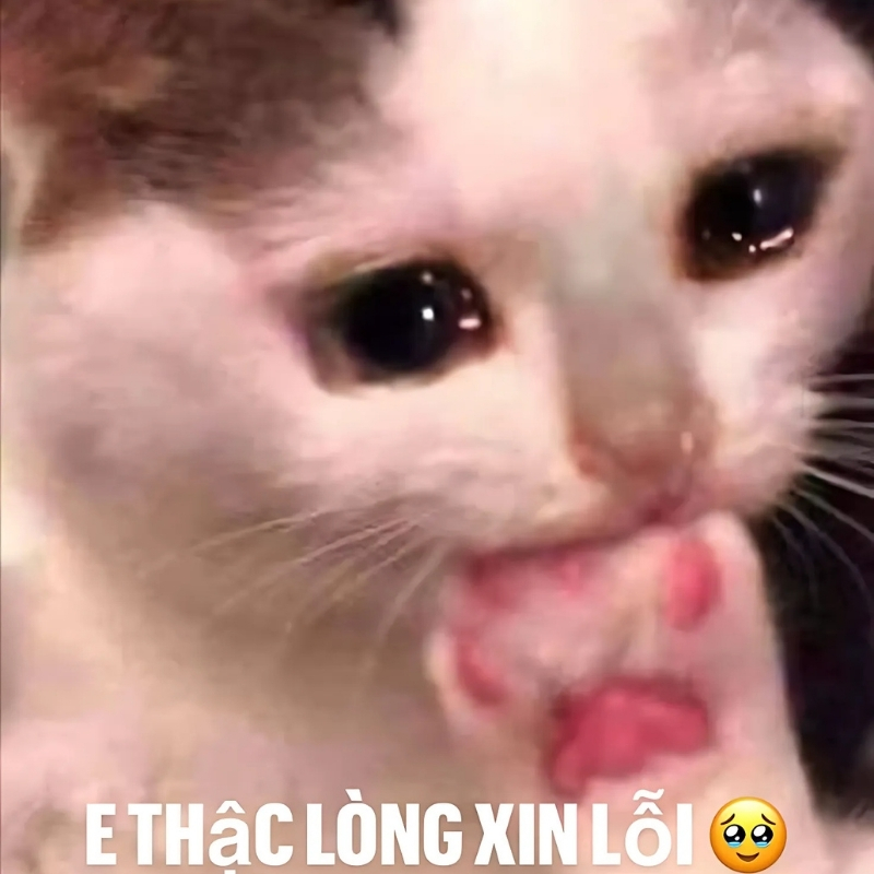 meme mèo xin lỗi đẹp nhất