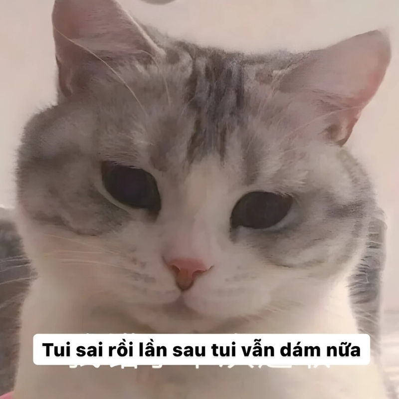 meme mèo xin lỗi hài hước