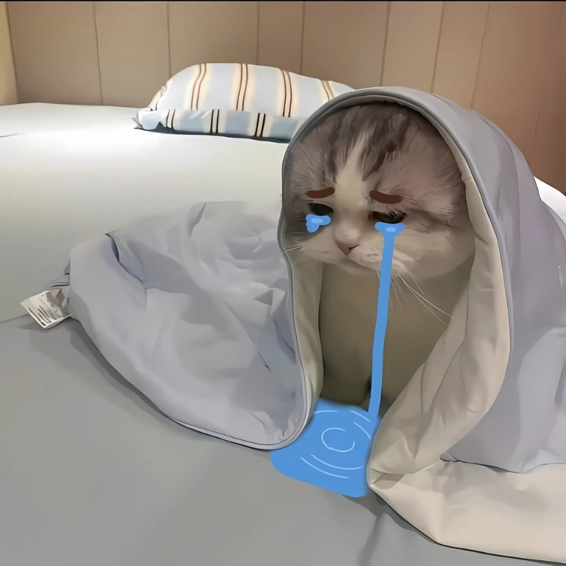 meme mèo xin lỗi màu sáng