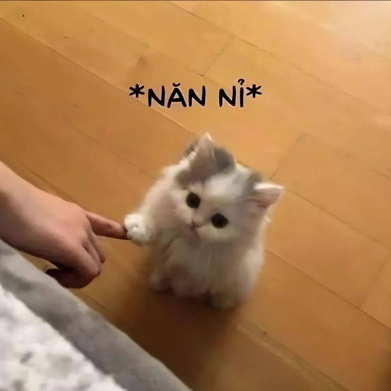 meme mèo xin lỗi rực rỡ