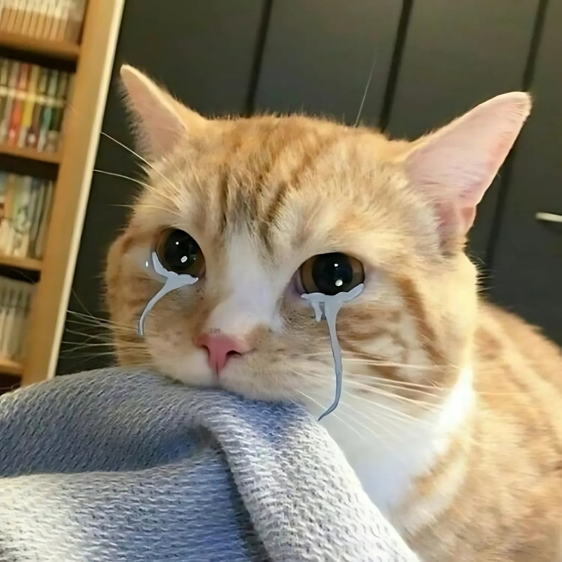 meme mèo xin lỗi sang chảnh