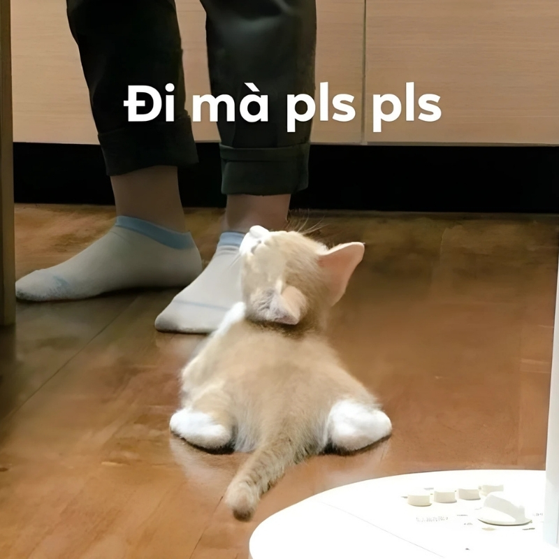 meme mèo xin lỗi thu hút