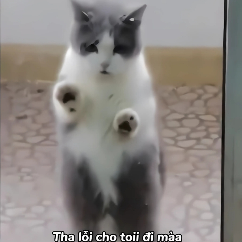 meme mèo xin lỗi tinh tế