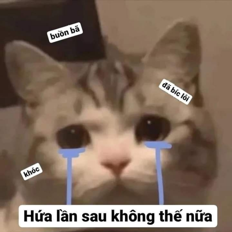 meme mèo xin lỗi vui vẻ