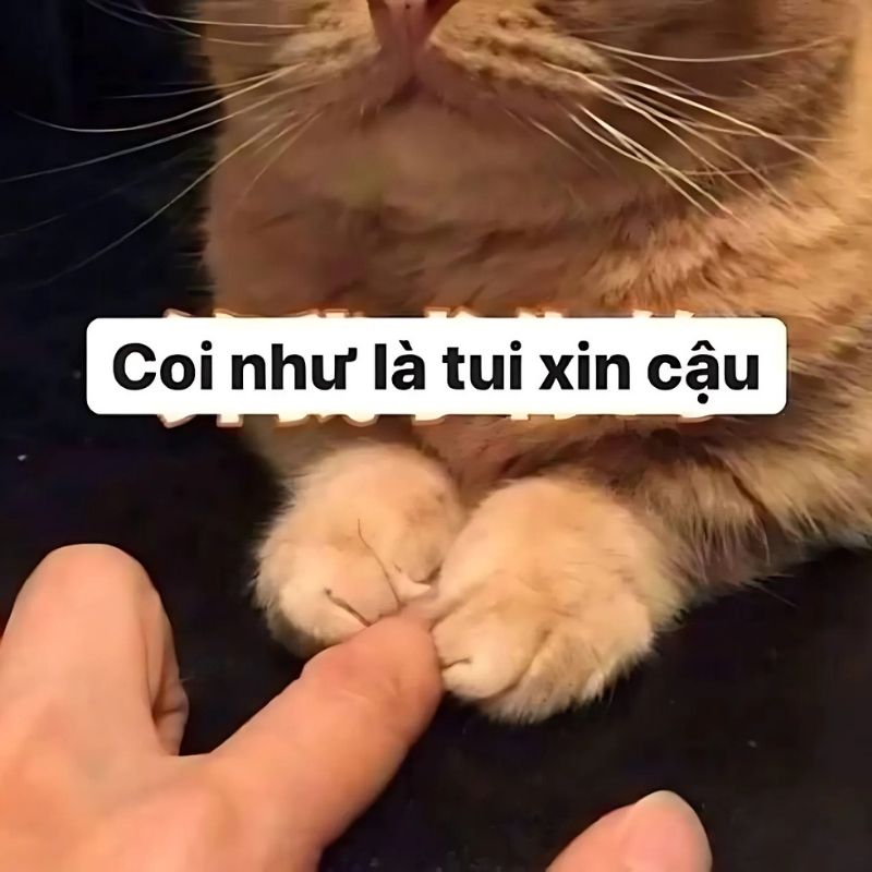 meme mèo xin lỗi xinh xắn