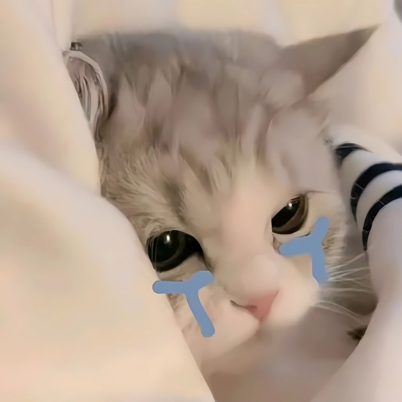 ảnh đại diện con mèo cute