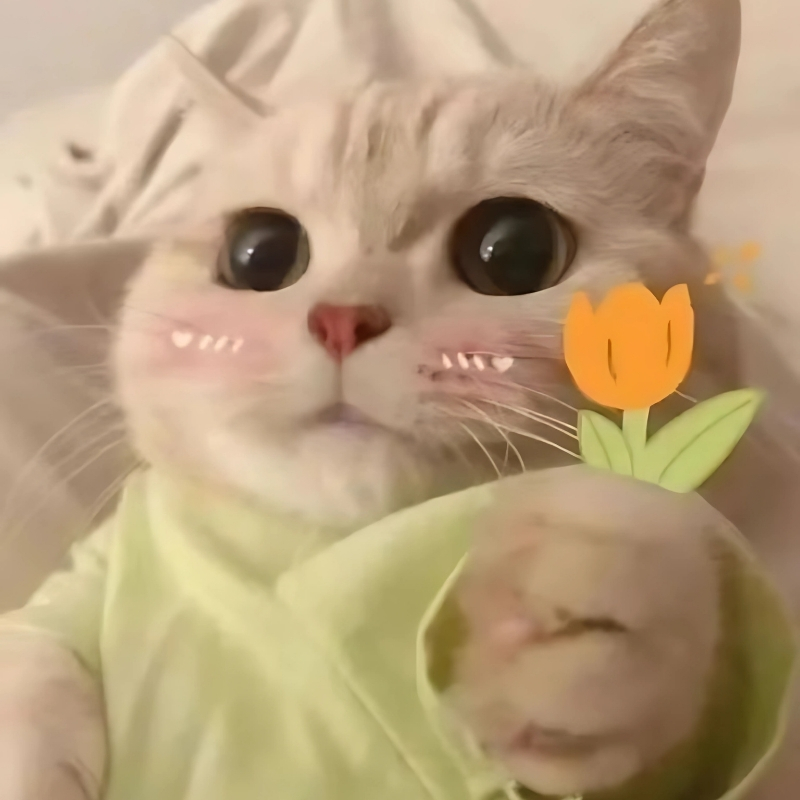 avatar facebook đẹp meme hài hước đáng yêu