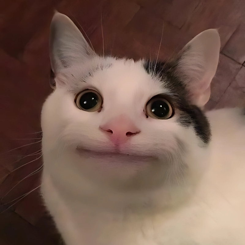 avatar facebook đẹp mèo cute