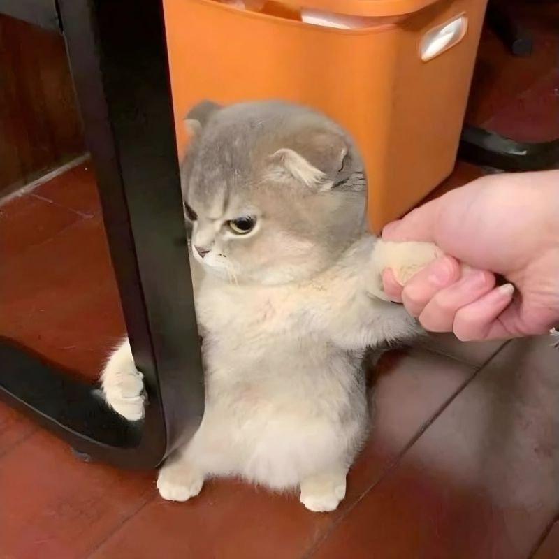 hình avatar con mèo đẹp nhất