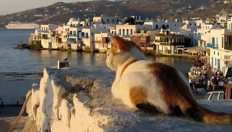 động vật cute đẹp