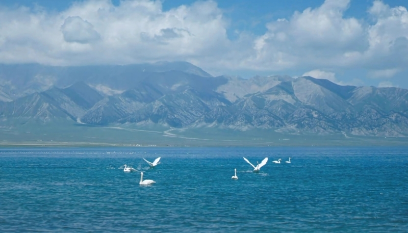 động vật rõ nét