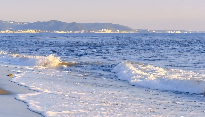 động vật vui tính