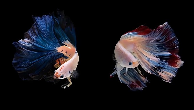 ảnh nền cá betta siêu thực và đẹp