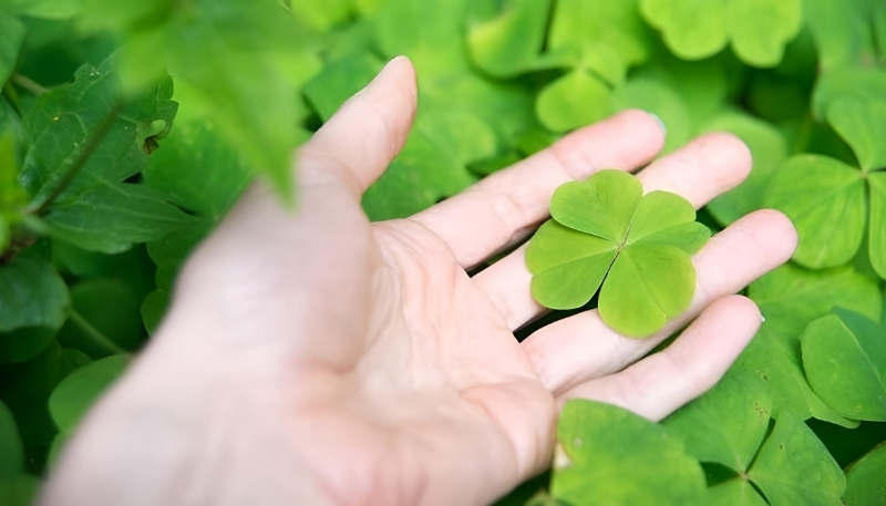 Hình nền cỏ 4 lá cho máy tính