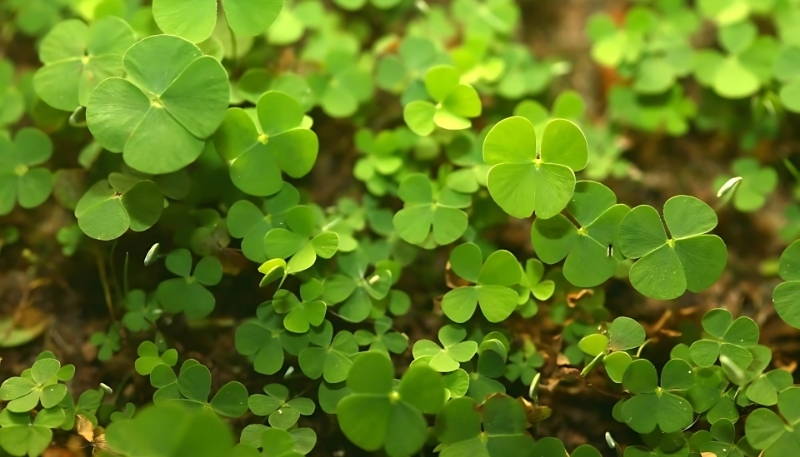 Hình nền cỏ 4 lá cho máy tính