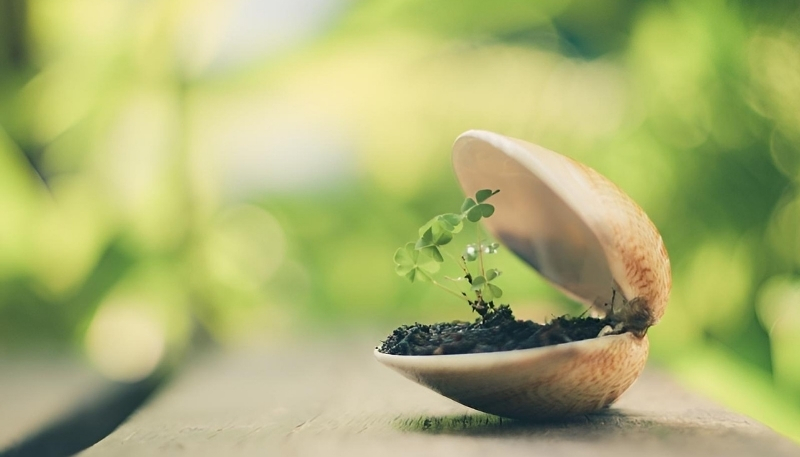 Hình nền cỏ 4 lá cho máy tính