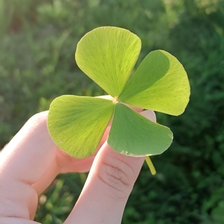 Hình nền cỏ 4 lá may mắn avatar đẹp