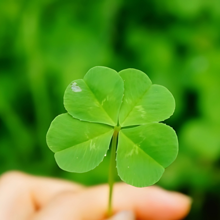 Hình nền cỏ 4 lá may mắn avatar đẹp