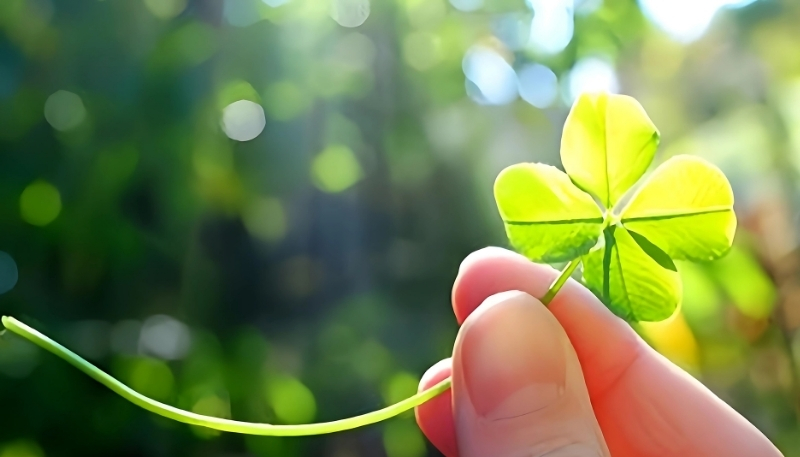 Hình nền cỏ 4 lá máy tính