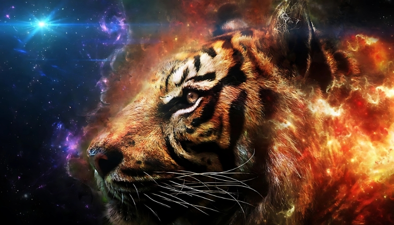 Ảnh nền con hổ 4K ngầu