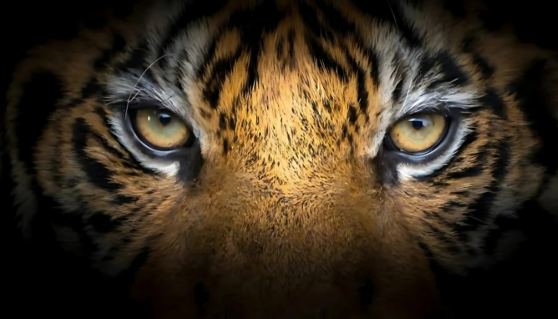 Ảnh nền con hổ mạnh mẽ cho PC