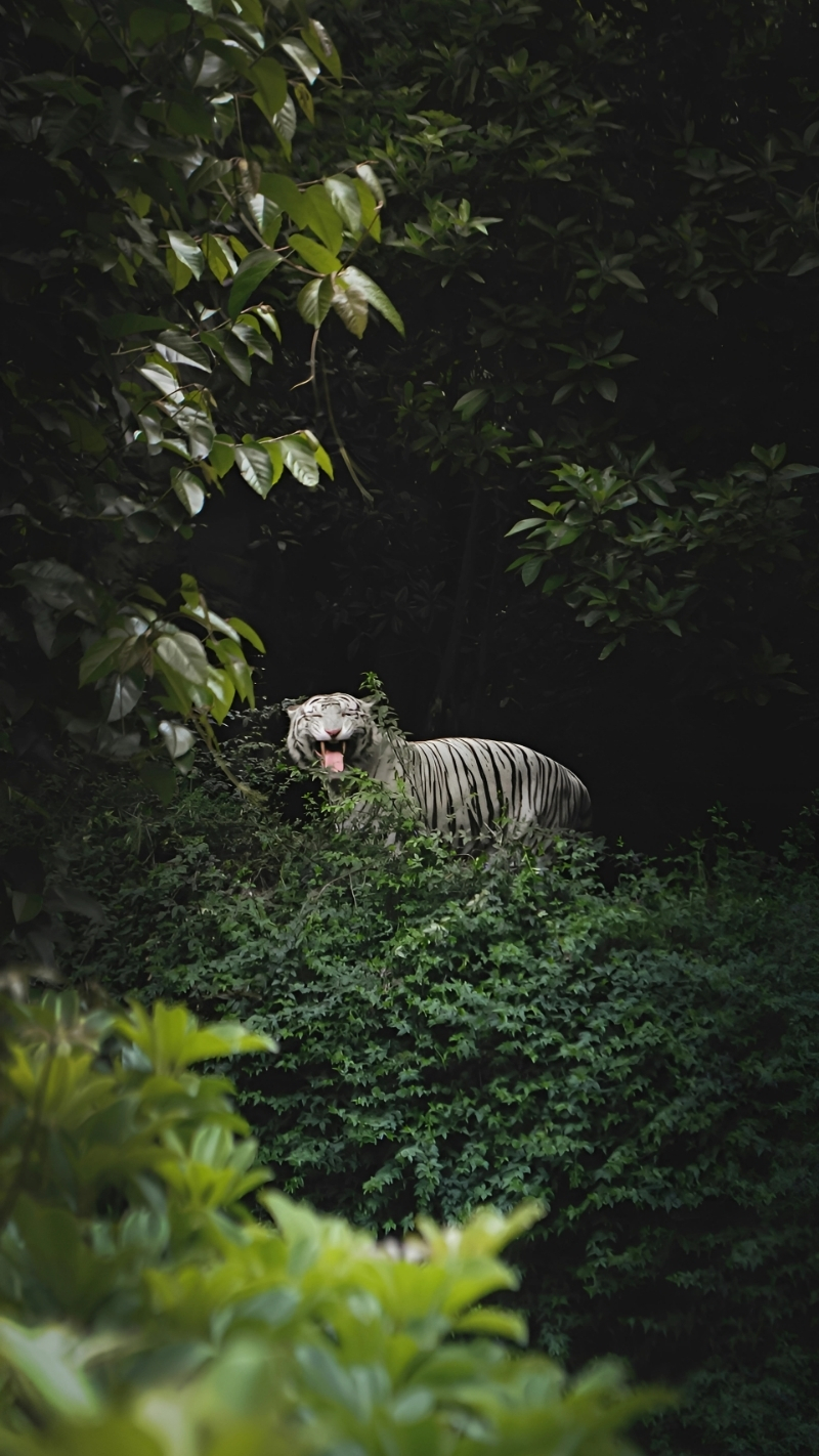 Ảnh nền hổ trắng cho laptop